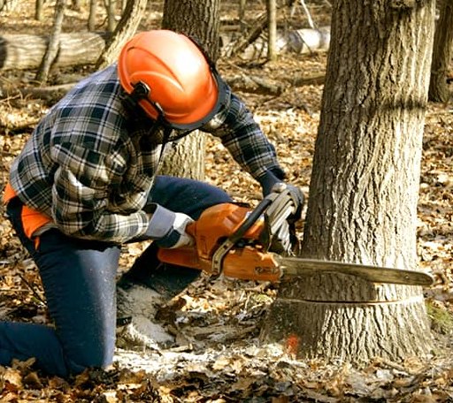 Tree Removal in Benton Ridge, OH